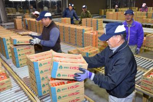 イチゴ出荷の山場を迎える小牧センター