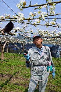 受粉作業に取り組む齋藤さん