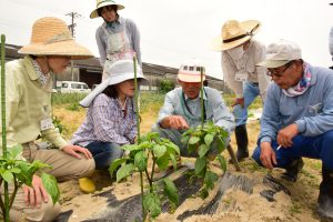 実習用圃場での講義