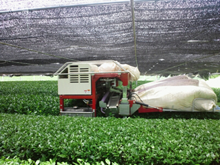 茶畑での新芽刈り取り風景