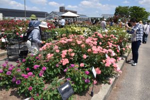 バラ園は毎年5月には満開となり、多くの来場者が訪れる