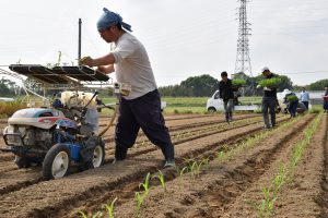 ほ場へ植え付け作業をする部員ら
