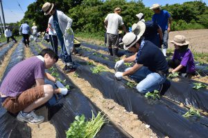 試験圃場へのイモつる植え付けを行う参加者ら
