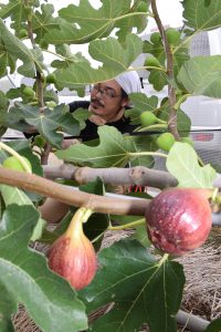 実習圃場でイチジクの収穫を行う受講生の野澤さん