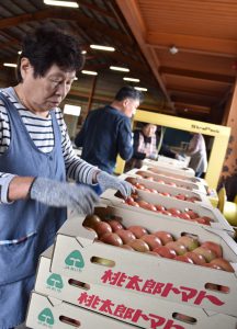 大玉トマトの選果作業をする選果員ら