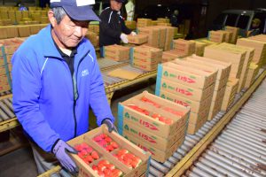 小牧センターで選果作業に取り組む生産者