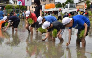 田植えを体験する児童ら