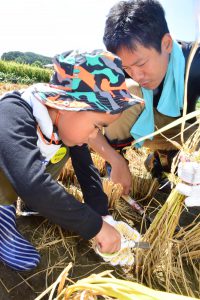 稲作青年部の農家が見守る中ではさみで稲を収穫する子ども