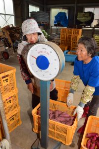 佐久島店でサツマイモの計量を行う農家