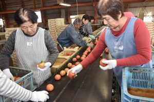 大玉トマトの選果作業に取り組む選果人