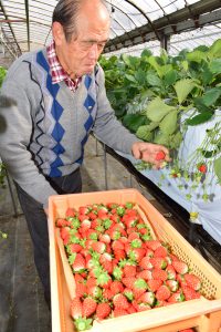 収穫に取り組む深谷部会長