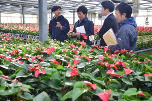 観葉植物の生産施設で、農家と市場担当者が情報交換