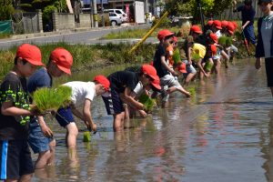 田植えをする一色西部小学校の児童ら