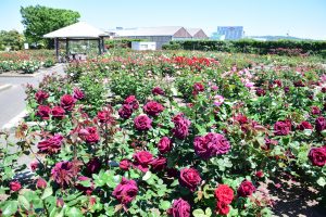 野外庭園は5月7日現在で6分咲き
