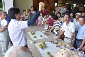 サンプル梨を使って目揃え会